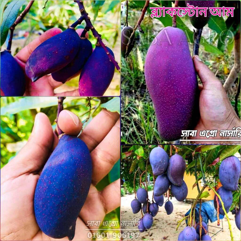 আমেরিকান ব্ল্যাকস্টোন আম