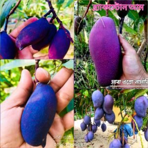 আমেরিকান ব্ল্যাকস্টোন আম