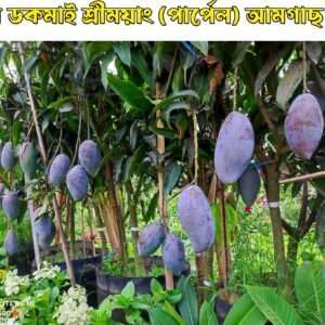 ৫. বেগুনি