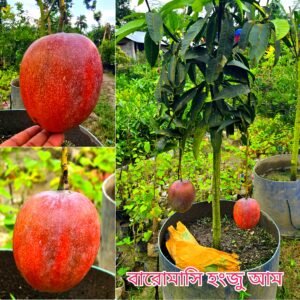 ৪. বারোমাসি হংজু