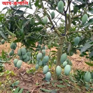 ৫. আম্রপালি