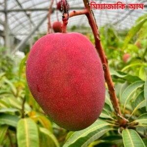 ১. মিয়াজাকি