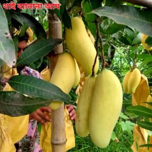 ৩. ব্যানানা
