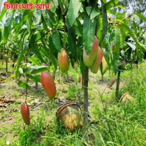 ২. চিয়াংমাই